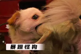 狗子得了抑郁症，每天咬自己大腿，连主人都不惯着 #奇闻奇事视频封面