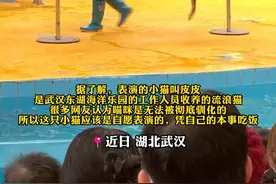 海洋馆猫咪上演硬核表演，被收养流浪猫安排再就业#猫咪 #武汉 #流浪猫逆袭 #神奇动物在抖音视频封面