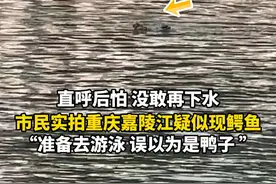 市民实拍重庆嘉陵江现鳄鱼 “准备去游泳 误以为是鸭子 ” #鳄鱼 #热点新闻事件 #冬泳 #嘉陵江视频封面