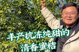湖南户外种植，两次冻雨，还如此丰产的清香蜜桔，赶紧种三棵吧！！#果树苗 #柑橘种植 #清香蜜桔视频封面