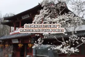 白雪楼前的玉兰花都开了，快来趵突泉感受这场春日限定！视频封面