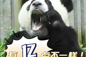 原来#大熊猫 也会塞牙！快给国宝上牙签～视频封面