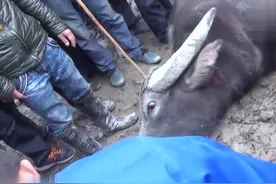 云南牛王一个大碰直接把贵州牛王碰死了 #斗牛比赛现场视频封面