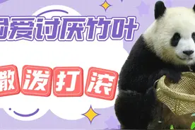 渝爱绝对是全网唯一吃竹子都要被夸的小熊，撒泼打滚只为要果果视频封面