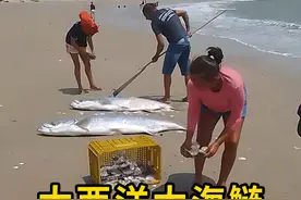 大西洋大海鲢，它的鳞片可是有大用途！ #大西洋大海鲢 #科普 #涨知识视频封面