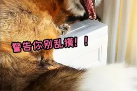 狐狸漂亮的大尾巴只是摆设吗？墨离：我可没空狐闹 #萌宠成精了 #神奇动物在抖音 #狐狸 #动物冷知识