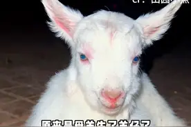 头一次见这么通人性的羊#反转 #搞笑视频封面