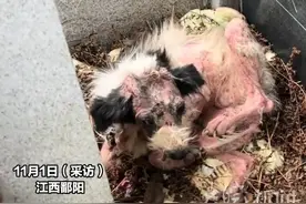 #主人去世后狗狗守墓两年不愿离开 ，好心人收养治疗半年带去看望前主人，救助人：感觉它在哭 特别感动视频封面