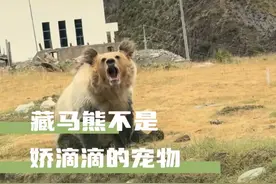 看到这么庞大的生物在眼前，第一反应就是害怕#藏马熊 #熊 #藏区 #旅游