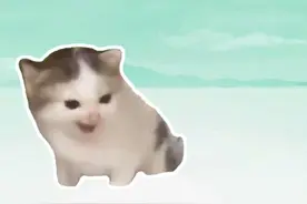 盘点近期网络热梗：德语小猫、踩奶猫、我要吃饭 #德语小猫 #踩奶猫 #有理说不清猫 #猫meme #梗视频封面