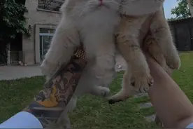 抓猫——极速版😂视频封面
