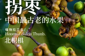 拐枣，可能是中国最古老的水果，北枳椇#一日一植物 