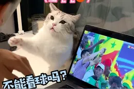 像极了不让你看球的女朋友#世界杯 #绿茶猫 #铲屎官的乐趣视频封面