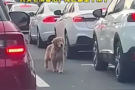 金毛走丢跑到马路上寻找主人，像个找不到家的孩子一样……网友：“其实它很害怕，尾巴都垂下来了。”（编辑：李梦涵）#狗狗  #爱护动物视频封面