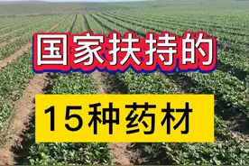 药材种植 受国家扶持的15种药材#药材种植 #农业种植 #药材收购 #真赞农业 @真赞农业视频封面