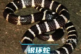 每年5至8月，是蛇类活动高峰期。据统计，广东共有蛇类6科50属93种，其中毒蛇有33种，最为常见的有竹叶青、银环蛇、眼镜蛇、眼镜王蛇、五步蛇、蝮蛇等。万一被毒蛇咬伤，最有效的处理措施是尽快到医院进行规范化的治疗。
