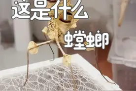 跟着悟空认识17种螳螂 #神奇动物在抖音 #观察昆虫 #奇趣自然 #螳螂