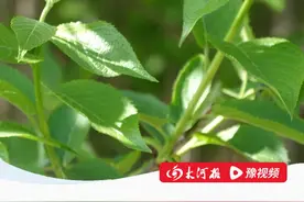 已有600余年中草药发展史！中草药集散地马山口镇，出产杜仲等中药材500多种#河南镇好玩 #寻镇中原 #马山口镇视频封面