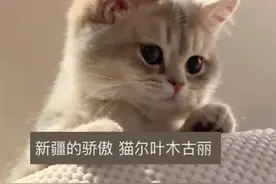 这猫来自新疆的？扭脖子跳舞毫无压力。网友：真是一方水土养一方喵视频封面