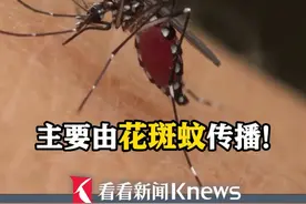 主要由花斑蚊传播！广东顺德通报！累计确诊478例基孔肯雅热 由境外输入引发 均为轻症 #基孔肯雅热#花斑蚊#顺德#病毒#蚊子
