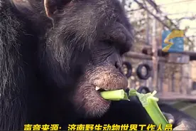 11月17日（发布）一方水土养一方猩，济南动物园大猩猩秋冬吃章丘大葱预防感冒。#大猩猩 #章丘大葱 #预防感冒