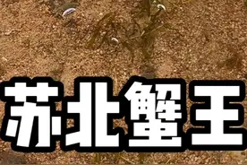 7天前买的300只小螃蟹，到家一周后竟然100%存活了下来！ #螃蟹