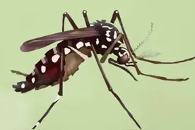 佛山四区基孔肯雅热升至2658例，主要由伊蚊“花斑蚊”叮咬传播，预防关键要灭成蚊、清积水、防叮咬