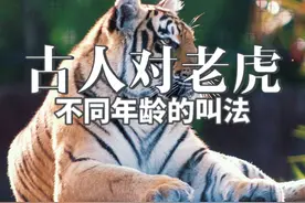 古人对不同年龄段老虎的叫法。 0-1岁，称为乳虎。1-6岁视频封面