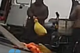 记者暗访吃猫贩猫黑色产业链②：“偷猫贼”昼伏夜出，晚上骑车偷猫，早上将猫转移到面包车上，粗略计算大概有近100只猫被抓视频封面