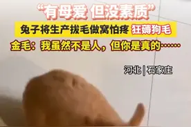“有母爱 但没素质” 免子将生产拔毛做窝怕疼 狂薅狗毛 金毛:我虽然不是人，但你是真的……#兔子生崽 #动物的迷惑行为 #看一遍笑一遍 #狗狗 （来源：@北疆融媒 ）视频封面