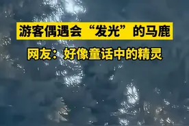 游客偶遇会“发光”的马鹿，网友：好像童话中的精灵视频封面
