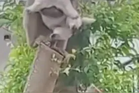 顽皮猴子将小狗带到树上，抱腻后将小狗放下树离去，网友：还挺有责任心视频封面