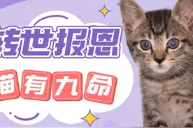 猫咪的世界真的出现转世轮回吗？花开的那天，它还是会回来的视频封面