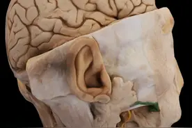 睡觉流口水，到底是怎么回事？ 每天产生多少口水呢？
#解剖学视频封面