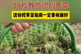 20秒教你识别荠菜！这份挖荠菜指南一定要收藏好（作者/制作：霍靖）#同城热点  #同城发现  #挖野菜  #荠菜视频封面