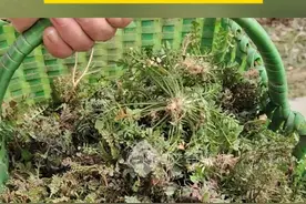 20秒教你识别荠菜！这份挖荠菜指南一定要收藏好（作者/制作：霍靖）#同城热点  #同城发现  #挖野菜  #荠菜视频封面