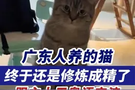 广东人养的猫终于还是修炼成精了，跟主人用粤语交流。 （来源：@我是猫猫郑峻丁  ，编辑：甘乐）#猫咪 #广东dou知道 #讲粤语 #粤语文化 #萌宠