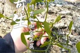 一种寄生在其它乔木的植物，槲寄生，它会把自己的“吸器”，狠狠 狠狠扎入宿主身体中，白吃白喝，吸取养分！#槲寄生 #槲寄生下 #寄生植物 #识百草 #大自然的馈赠视频封面