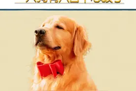 这种老抽色的小狗心眼最多了 #狗子成精了 #搞笑 #老抽色金毛视频封面