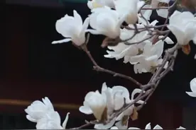 【繁花满树，馨香满院！#颐和园乐寿堂白玉兰盛开 】 #颐和园玉兰花  3月26日，北京颐和园乐寿堂里的白玉兰怒放，琼雕玉盏，繁花满树，馨香满院！来，跟着镜头一起观赏。视频封面