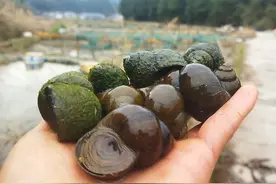 当地有个好领导，沼泽地里养田螺，带领百姓致富，实现千万产业梦视频封面