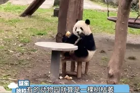 所有动物都是可爱动物，不应被区别对待#重庆动物园 #反转 #娱乐评论大赏 #万万没想到视频封面