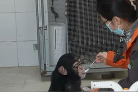 #上海野生动物园黑猩猩叮叮喂奶时宛若人类幼崽  ，网友：吃饭比我儿子听话视频封面
