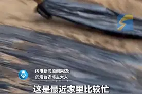 3月22日（采访），山东烟台，狗狗在地里撒欢无事干，被主人看到后直接拽到地里去铺地膜：1只狗能顶3个人，很快就干完了！@烟台农场主大人 #迷惑行为大赏 #狗狗成精了 #干活我是认真的视频封面