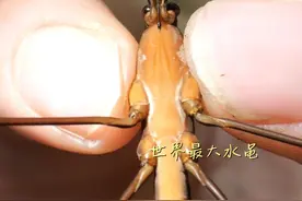 水黾的腿放在显微镜下看竟是这样？探秘海南巨黾蝽！ #抖音知识年终大赏  #抖音精选 #自然奇境科普季 #知识前沿派对视频封面
