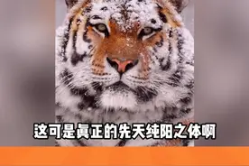 这可是真正的先天纯阳之体啊 #东北虎 #老虎 #动物视频封面