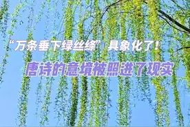 “万条垂下绿丝绦”具象化了！唐诗的意境被照进了现实（北京时间）视频封面