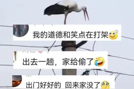 消防员为除隐患不得已拆了鸟窝 #安全隐患 #鸟窝视频封面