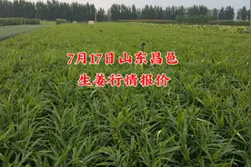 今日主产区大姜价格再涨！2022年7月17日山东昌邑生姜价格视频封面