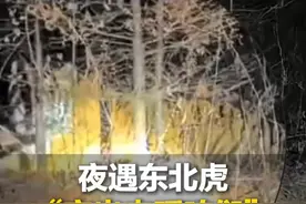 11月13日，黑龙江，林场职工夜遇野生东北虎吓出结巴，“它要是出来得呼咱们”视频封面